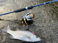 セイゴ（ヒラスズキ）の釣果