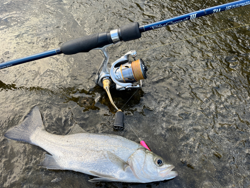 セイゴ（ヒラスズキ）の釣果