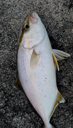 シオの釣果