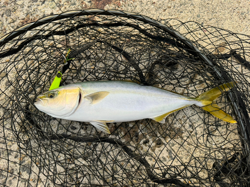 ツバスの釣果