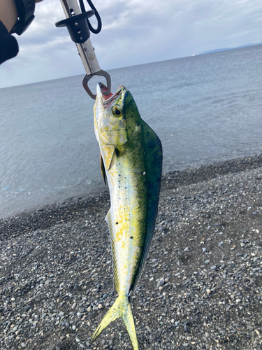 シイラの釣果