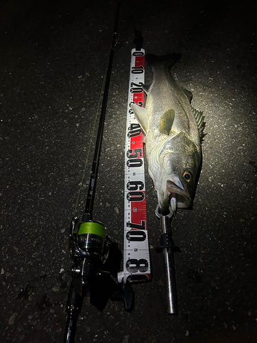 シーバスの釣果