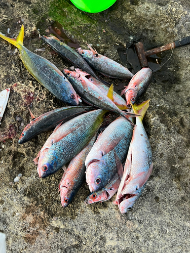 ウメイロモドキの釣果