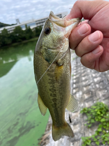 ラージマウスバスの釣果