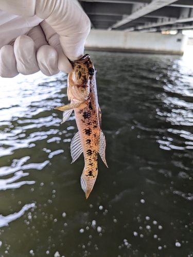 マハゼの釣果