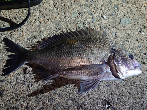 チヌの釣果