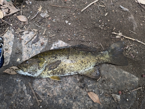 スモールマウスバスの釣果