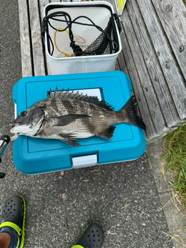 チヌの釣果