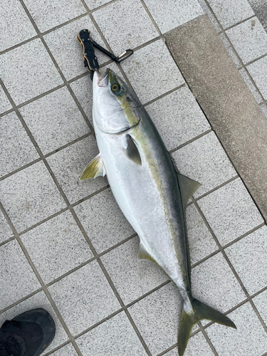 ハマチの釣果