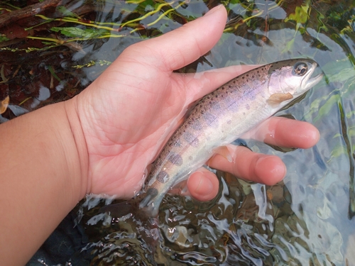 エゾイワナの釣果