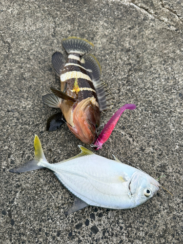 アオハタの釣果