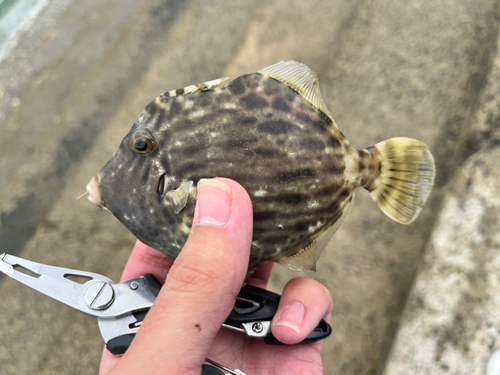 カワハギの釣果