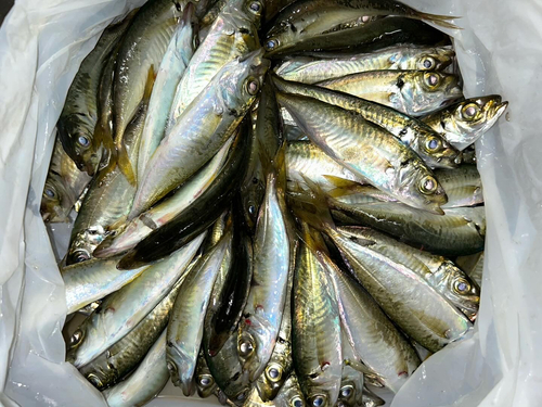 マアジの釣果