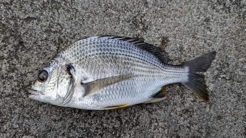 キビレの釣果