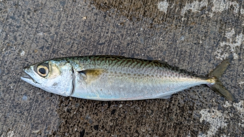 サバの釣果