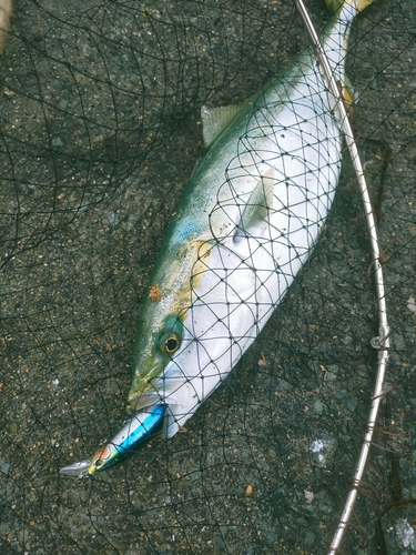 イナダの釣果