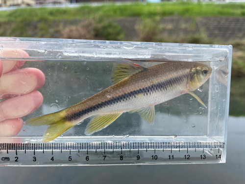 カワムツの釣果