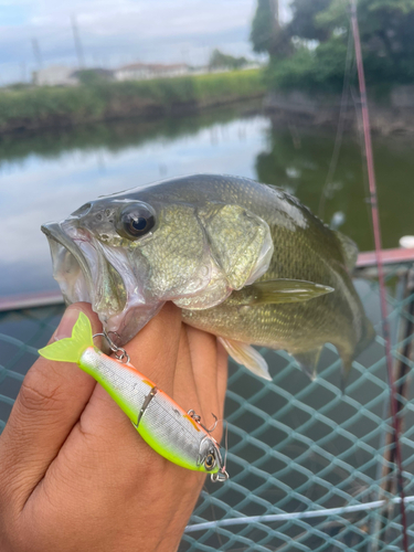 ブラックバスの釣果