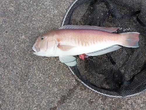 アマダイの釣果