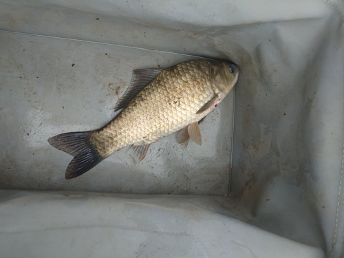 フナの釣果