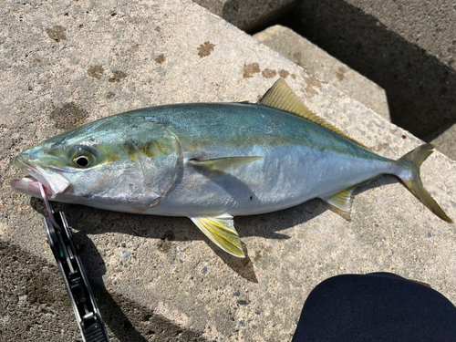 イナダの釣果