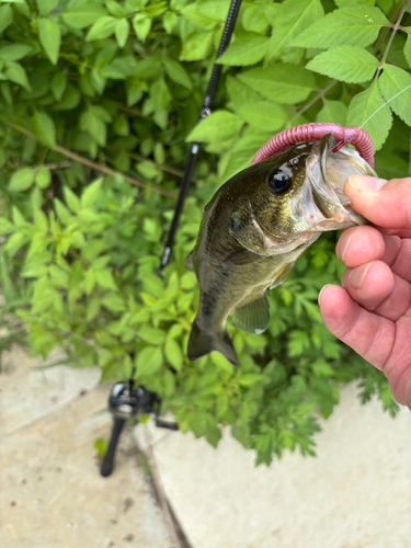 ラージマウスバスの釣果