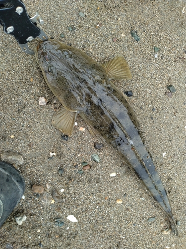 マゴチの釣果