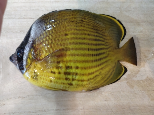 チョウチョウウオの釣果