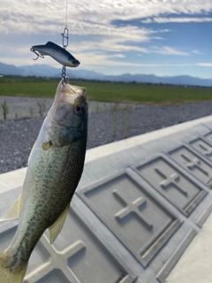 ラージマウスバスの釣果