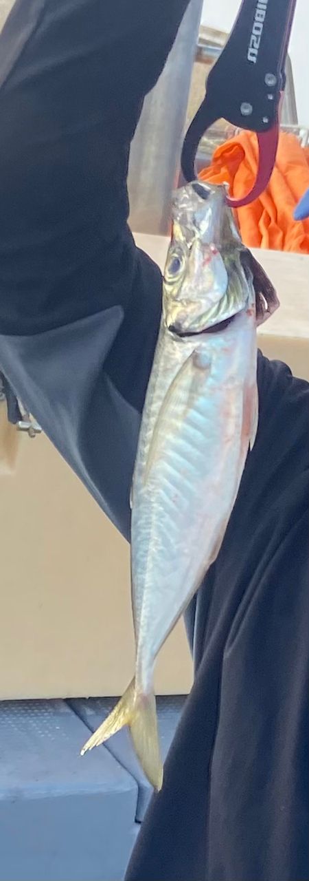 親指ヘッドさんの釣果 1枚目の画像