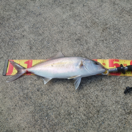 ショゴの釣果