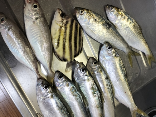 カゴカキダイの釣果