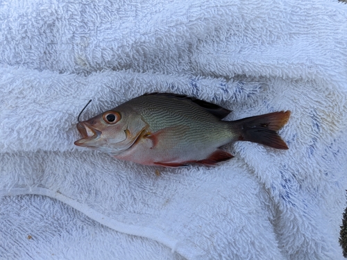 ヒメフエダイの釣果