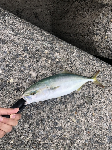 ツバスの釣果