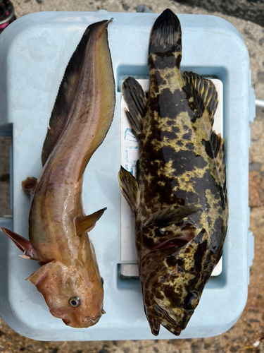 タケノコメバルの釣果