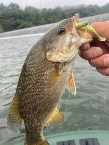 スモールマウスバスの釣果