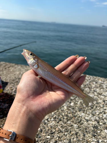 キスの釣果