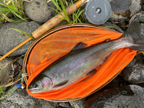 ニジマスの釣果