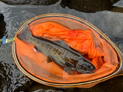 ヤマメの釣果