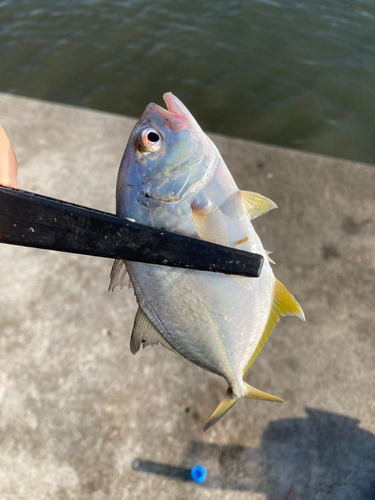 キスの釣果