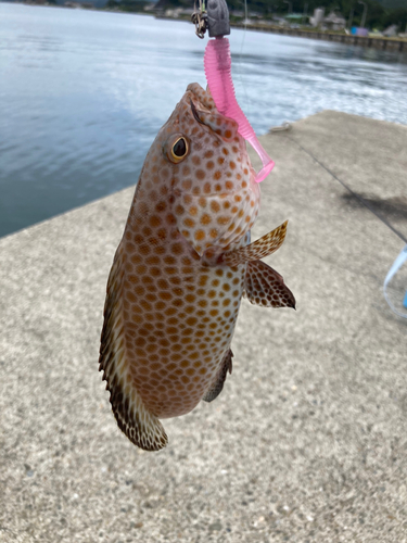 オオモンハタの釣果