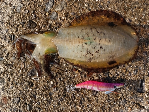 アオリイカの釣果