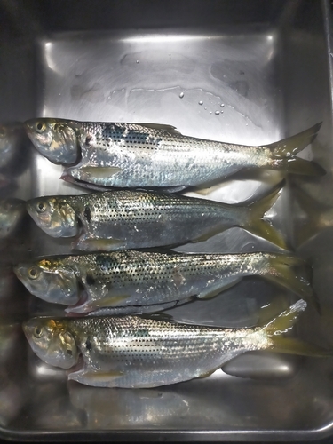 コノシロの釣果