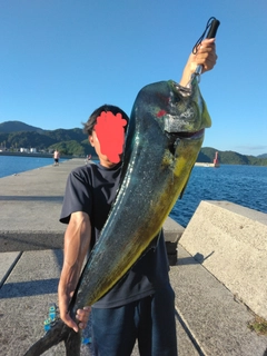 シイラの釣果