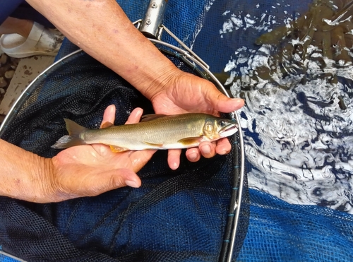 アユの釣果