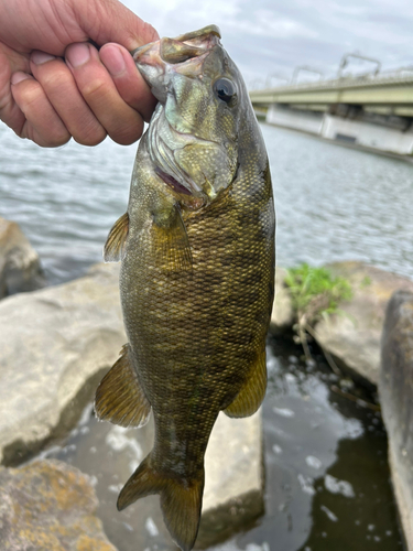 スモールマウスバスの釣果