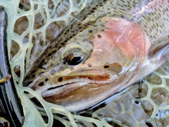 ニジマスの釣果