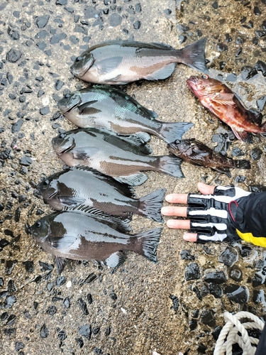 クチブトグレの釣果