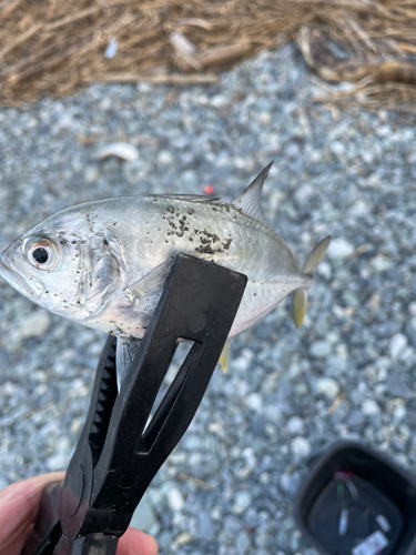 メッキの釣果