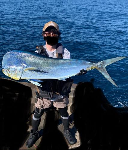 シイラの釣果